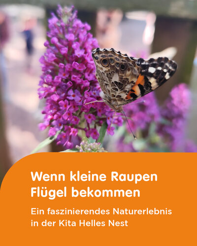  Von der Raupe zum Schmetterling

Ganz besonderer Besuch im Ü3-Bereich: Die Kinder konnten beobachten, wie kleine Raupen...
