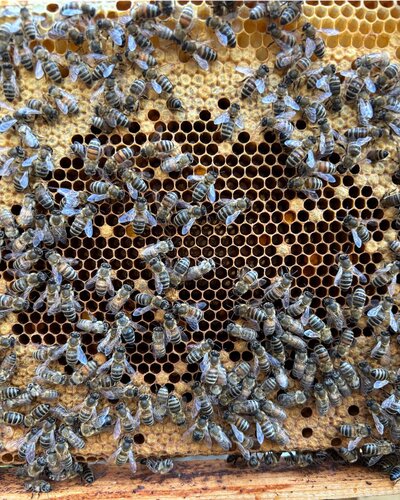  Summen, staunen, entdecken

Die Kinder unserer Kita Bunte Burg waren zu Gast im Ruhehof und konnten die Bienen aus...