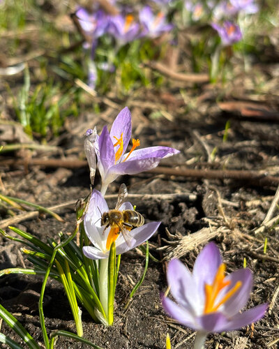  Die Kinder unserer Kita Bunte Burg waren unterwegs in der Umgebung und konnten beobachten, wie der Frühling Einzug...
